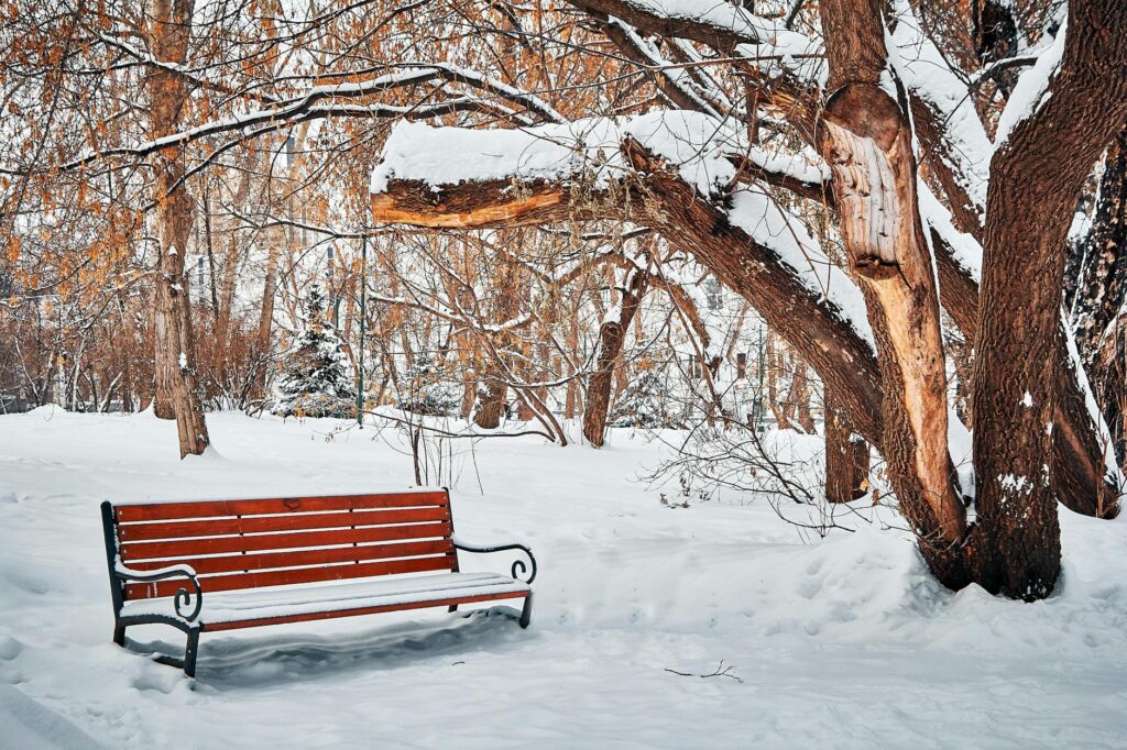 żółw lądowy zimowanie