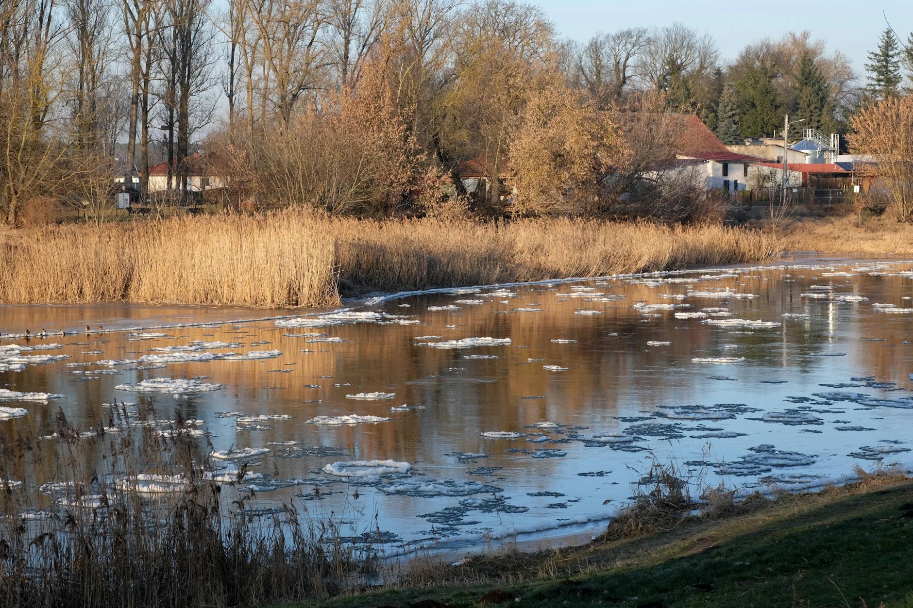 żółw lądowy zimowanie