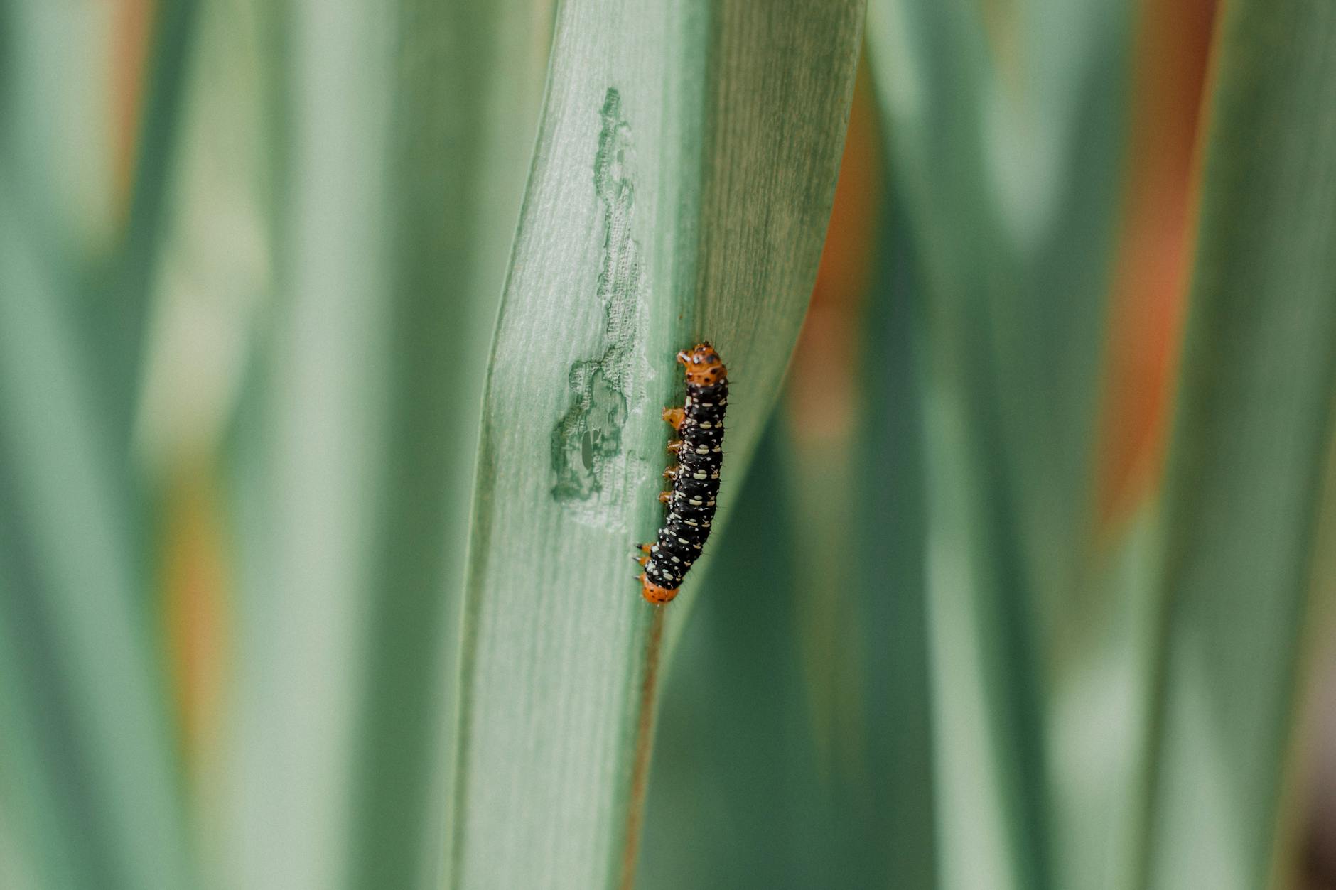 wąż zbożowy hodowla