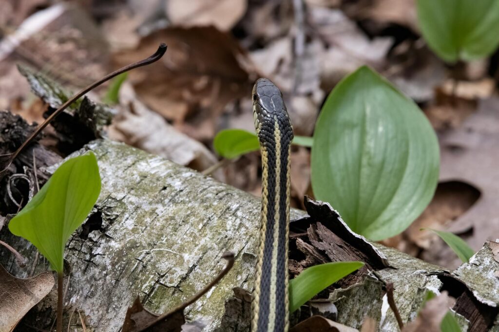 wąż zbożowy rozmnażanie inkubacja