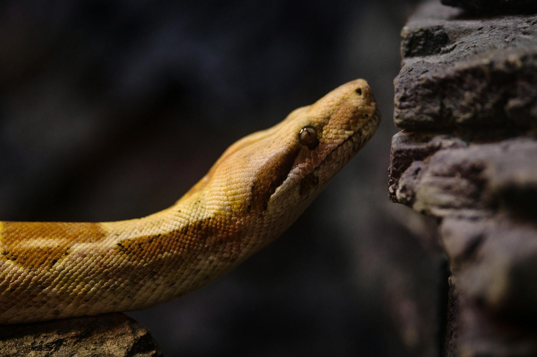 boa dusiciel leucystyczna melnostyczna