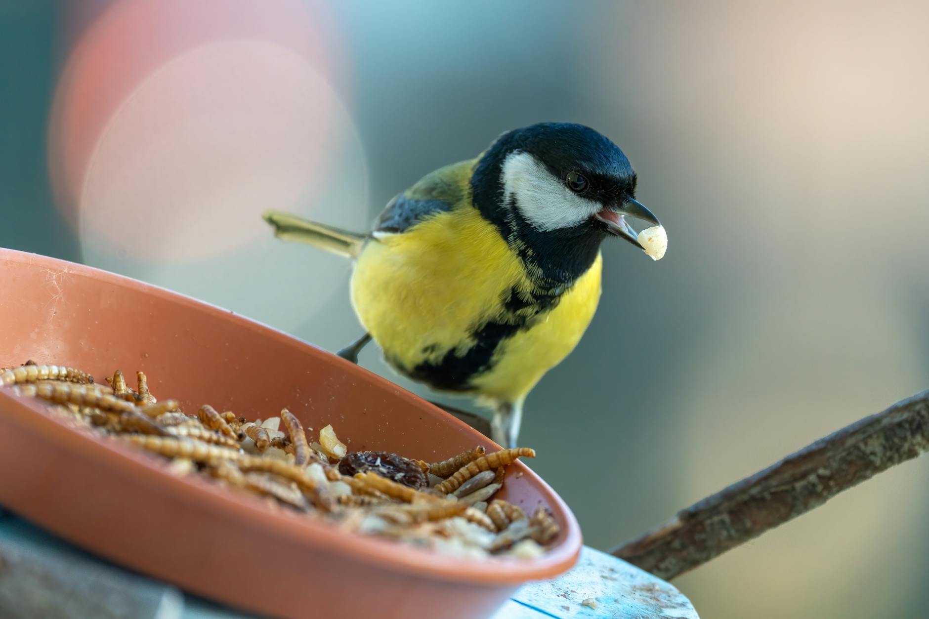 Mącznik vs zofobas dla gekona – co wybrać?