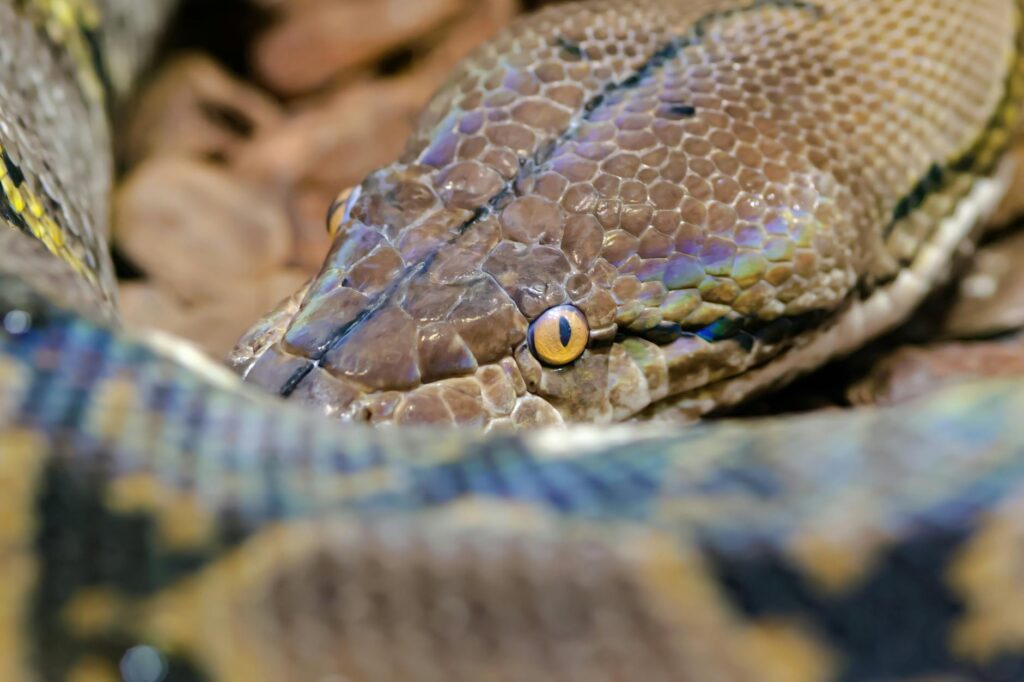 pyton koralowy zapalenie Jacobsona