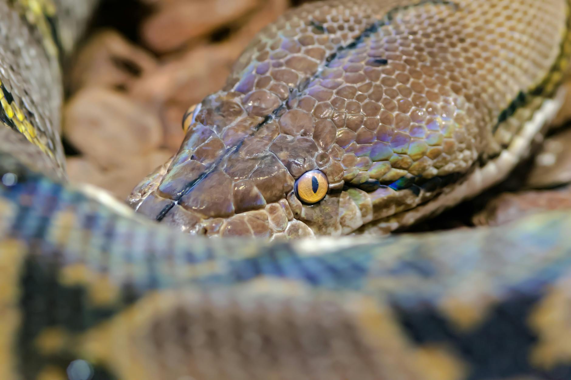 pyton koralowy zapalenie Jacobsona