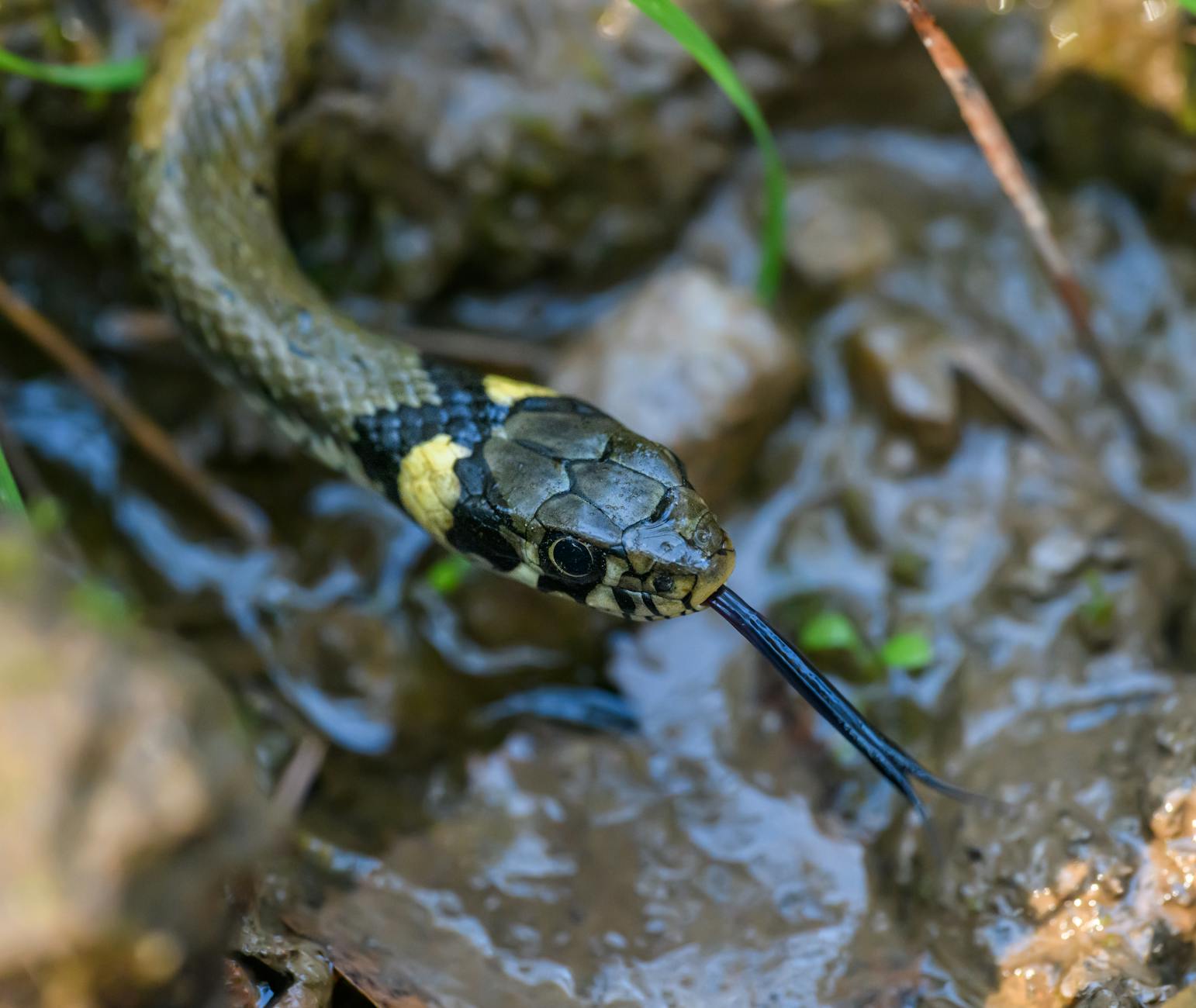 wąż zbożowy partenogeneza
