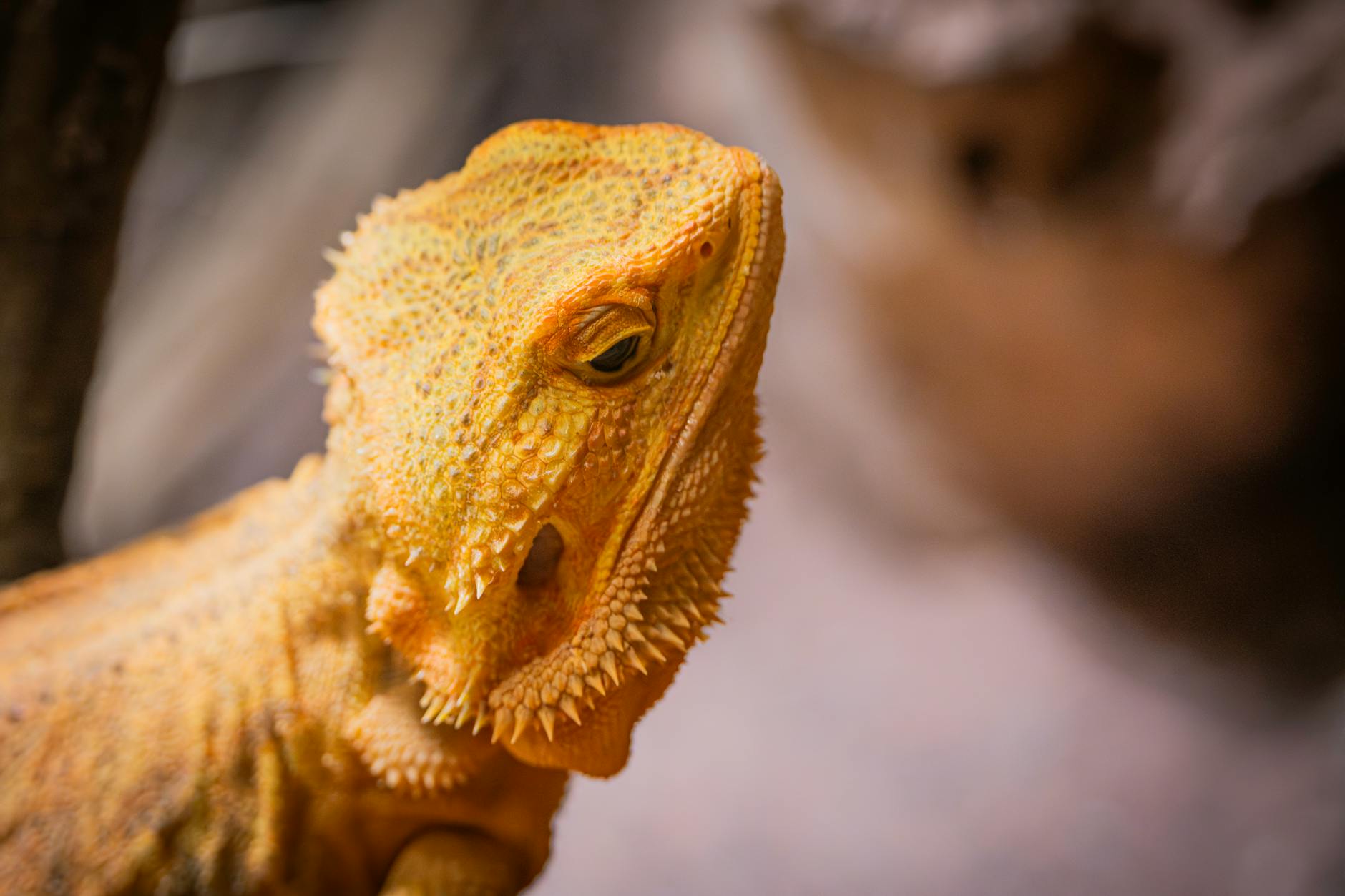 Wagi dla gadów – jak dokładnie mierzyć masę