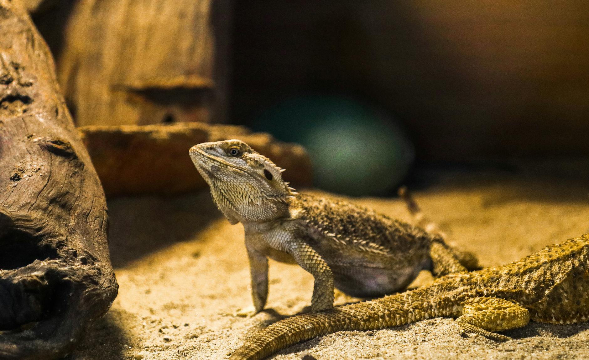 Adopcja gada terrarystycznego – skąd wziąć zwierzę?