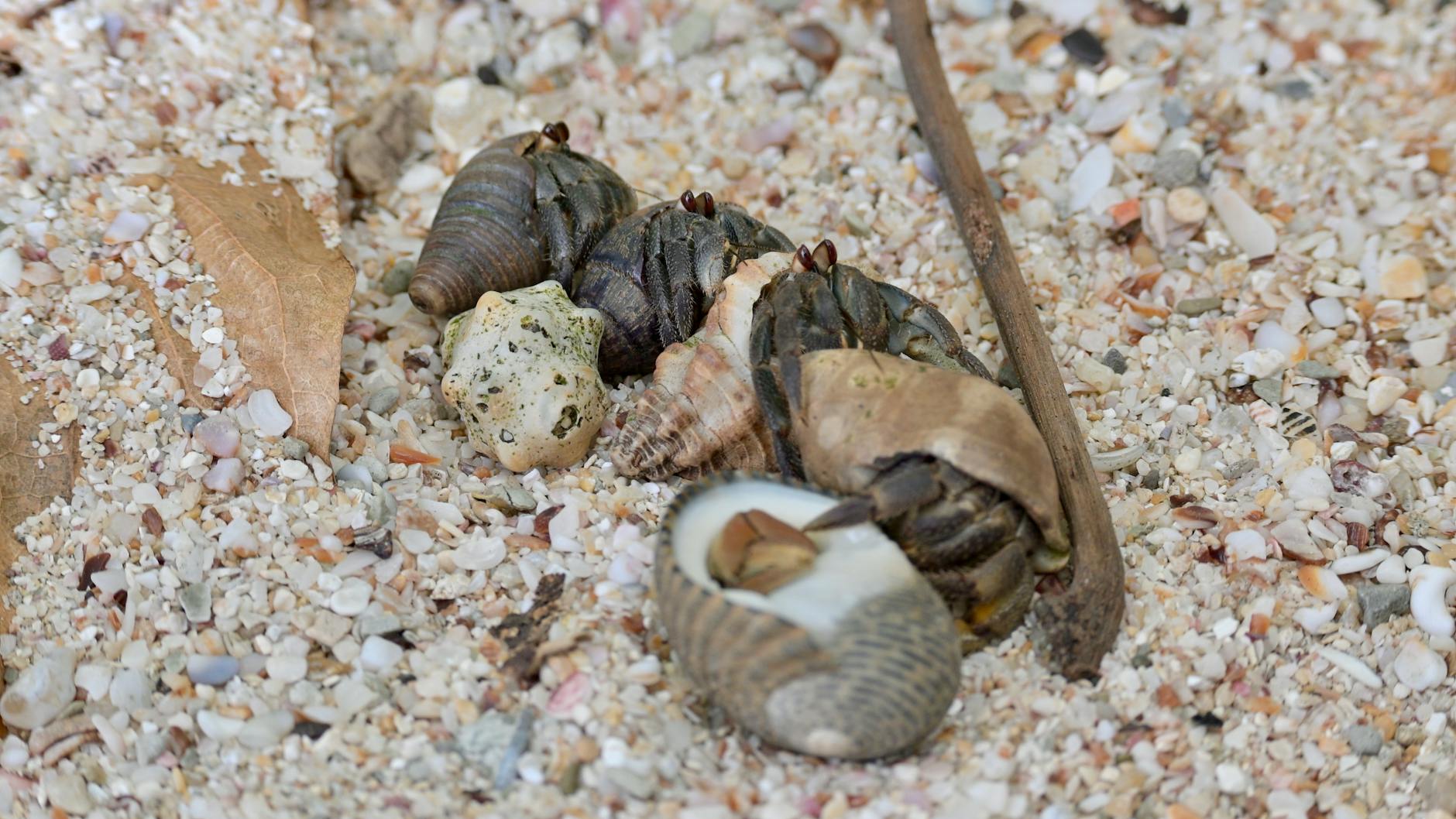 Krab pustelnik terrarium lądowe – kompletny poradnik