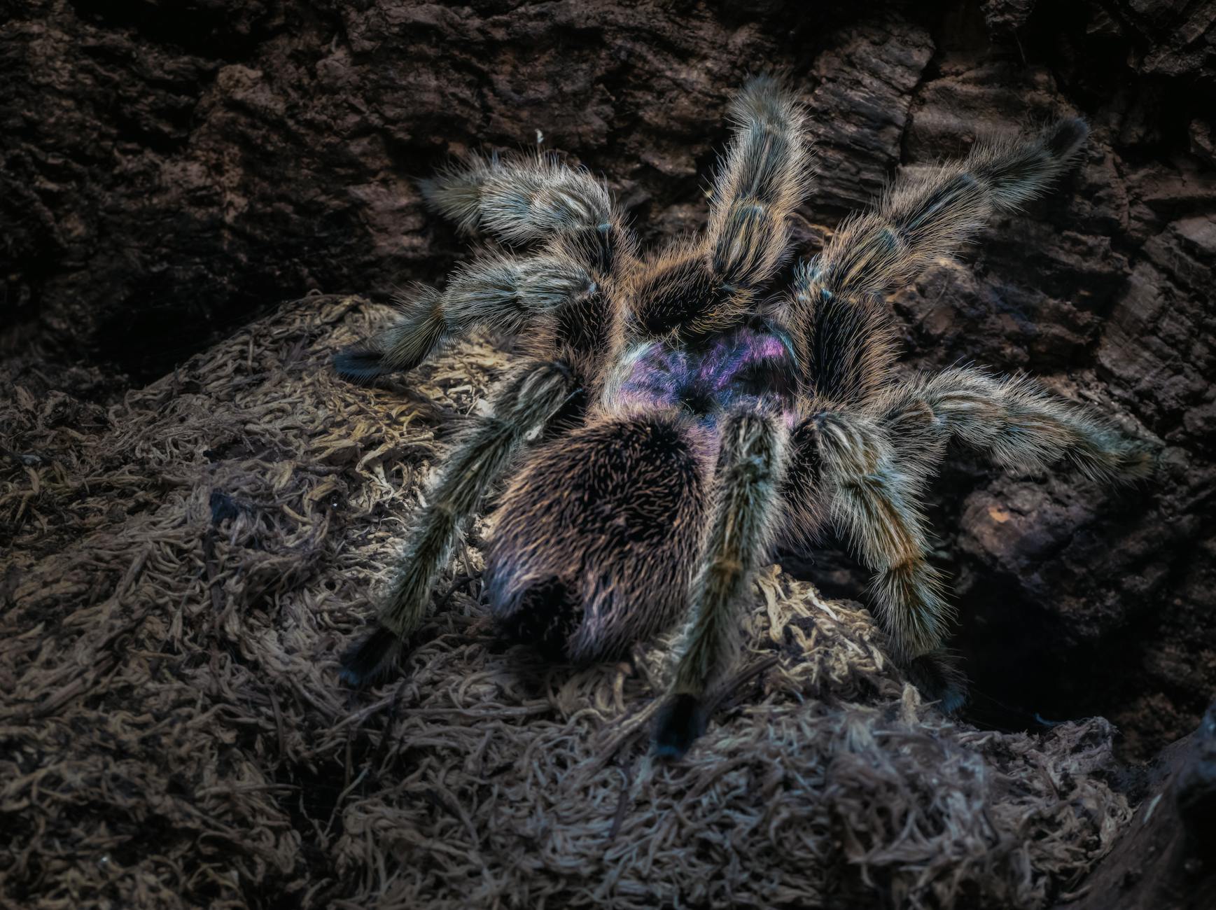 Ptasznik Ceratogyrus – hodowla dla zaawansowanych