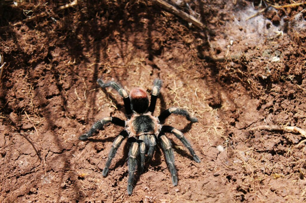 ptasznik Ceratogyrus hodowla