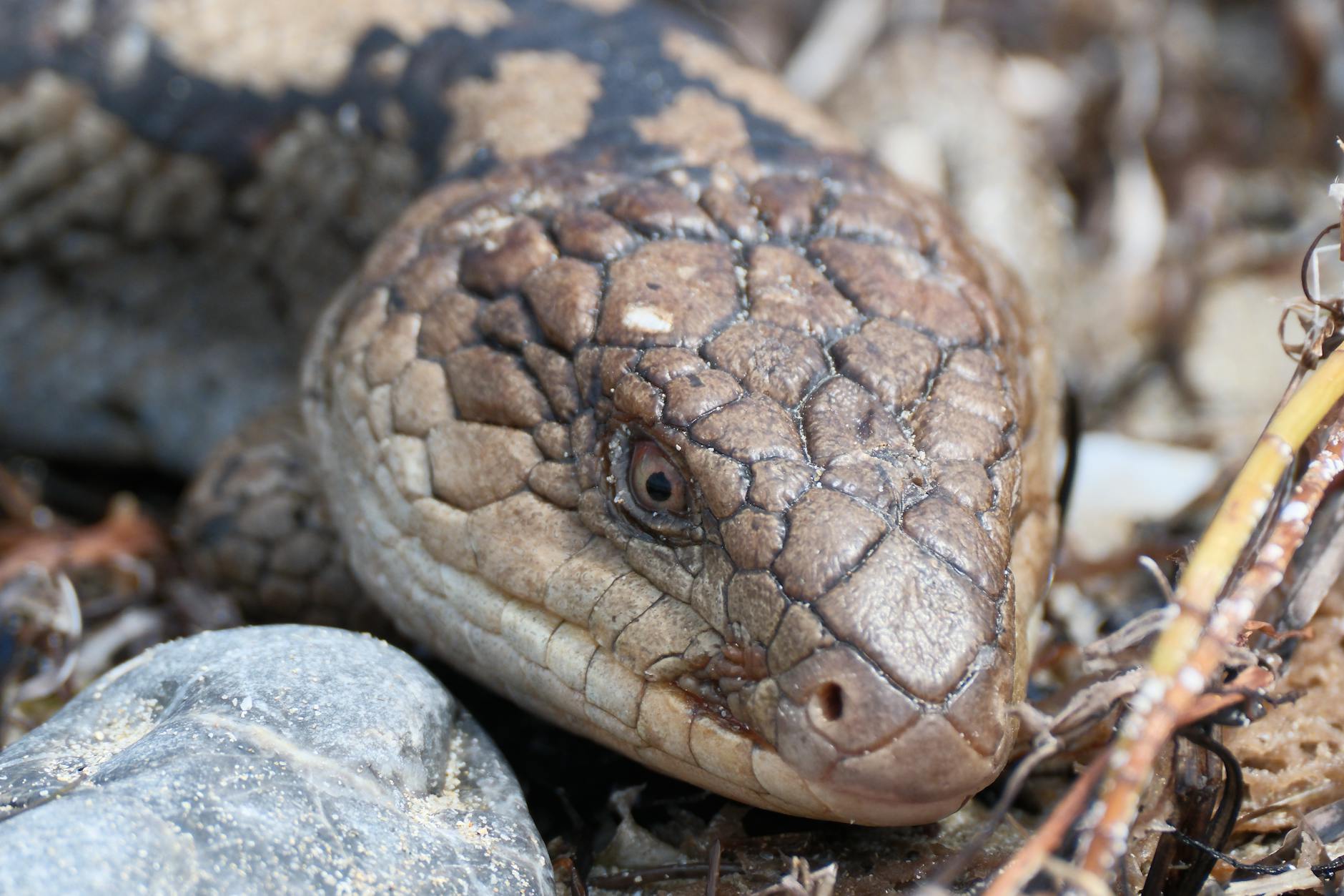 Skink błękitnojęzyczny – pielęgnacja krok po kroku