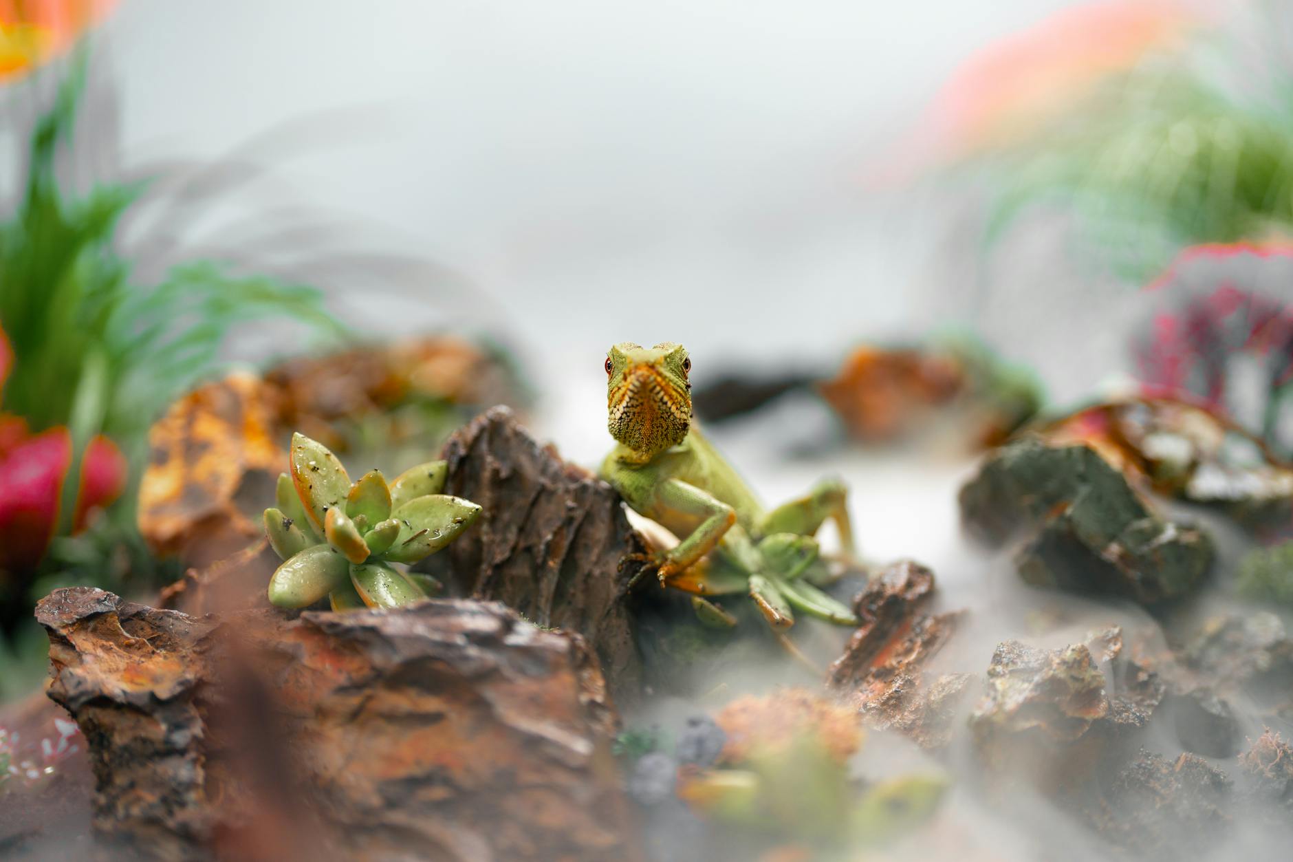 Urlop a terrarium – kto zajmie się gadem?