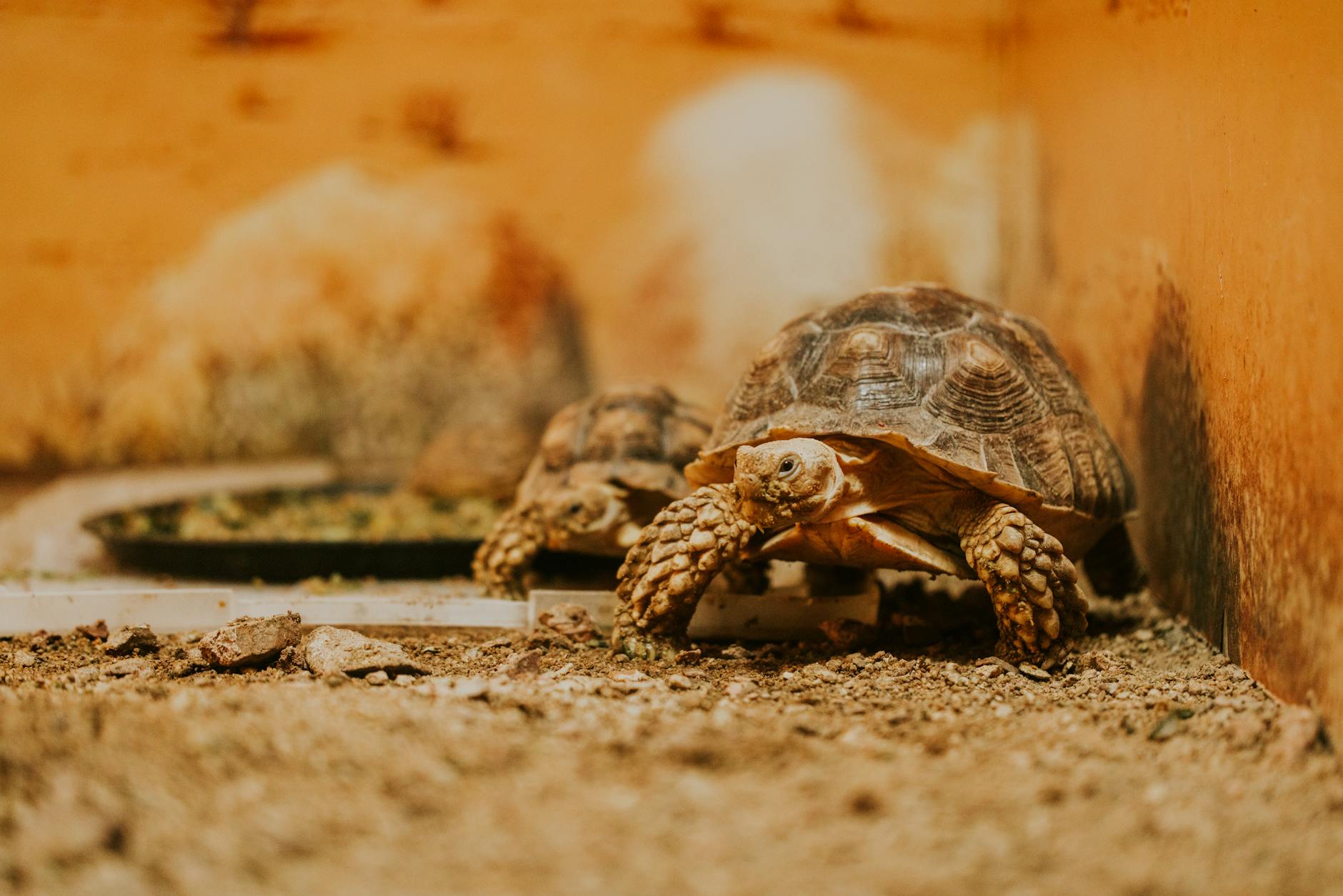 Żółw lądowy – rozmiar terrarium krok po kroku