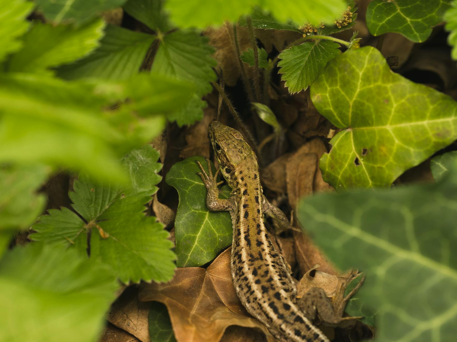 Zimowanie gadów – zasady i temperatura krok po kroku